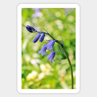 Bluebells Sticker